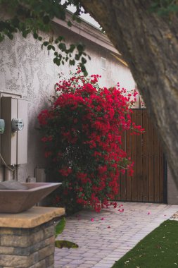 Bahçede yetişen güzel kırmızı çiçeklerin manzarası