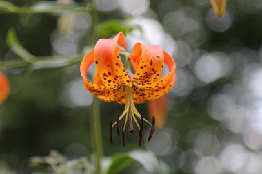 Nilüfer çiçeğinin bulanık arka planda açtığı portakal rengi bir kaplanın seçici odak noktası.