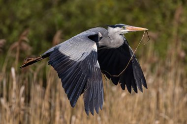 Elinde sopayla uçan bir balıkçıl resmi.