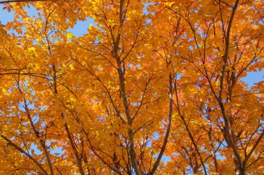 Ağaç dallarında akçaağaç yapraklarının sonbahar manzarası