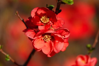 Seçici bir Chaenomeles japonica fabrikası.
