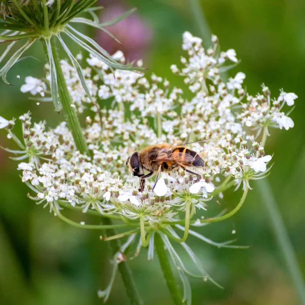 Primer Plano Una Abeja Polinizando Una Planta Zanahoria Silvestre Blanca —  Fotos de Stock