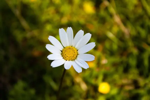 Focus Selettivo Sulla Camomilla Giardino — Foto Stock