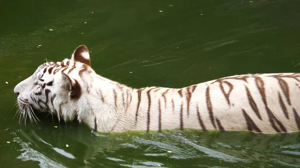 Selektive Aufnahme Eines Weißen Tigers Der Wasser Schwimmt — Stockfoto