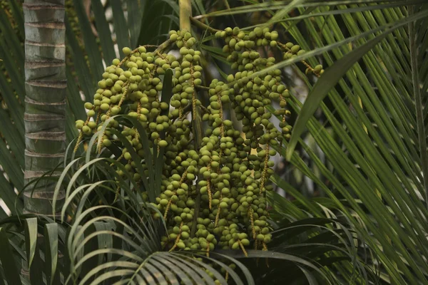 Areca Palm Fruit Seeds Yakın Çekimi — Stok fotoğraf