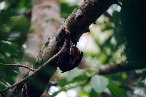 Primer Plano Pájaro Carpintero Cresta Carmesí Posado Sobre Una Rama —  Fotos de Stock