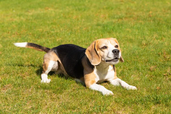 Belo Cão Beagle Brincando Jardim — Fotografia de Stock