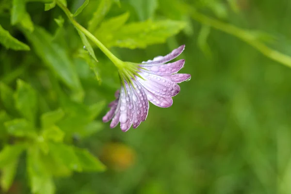 Ein Lila Gänseblümchen Mit Regentropfen Auf Verschwommenem Grünem Hintergrund — Stockfoto