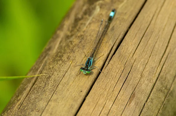 Closeup View Dragonflies Sitting Wood — Stock Photo, Image