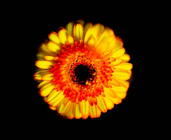 Primer Plano Una Gerbera Amarilla Sobre Fondo Negro — Foto de Stock