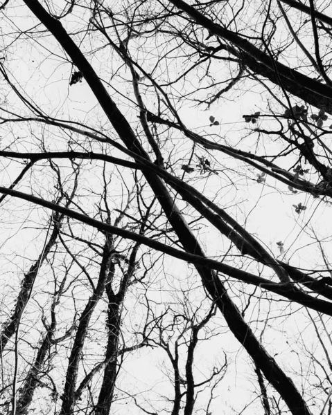 Svislý Nízkoúhlý Snímek Suchých Větví Stromů Stupních Šedi — Stock fotografie