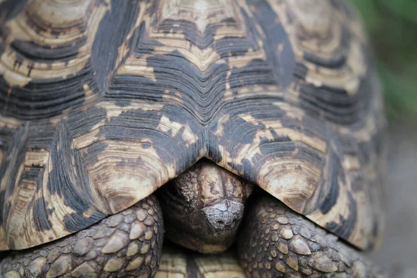 Närbild Bild Vacker Sköldpadda Suddig Bakgrund — Stockfoto
