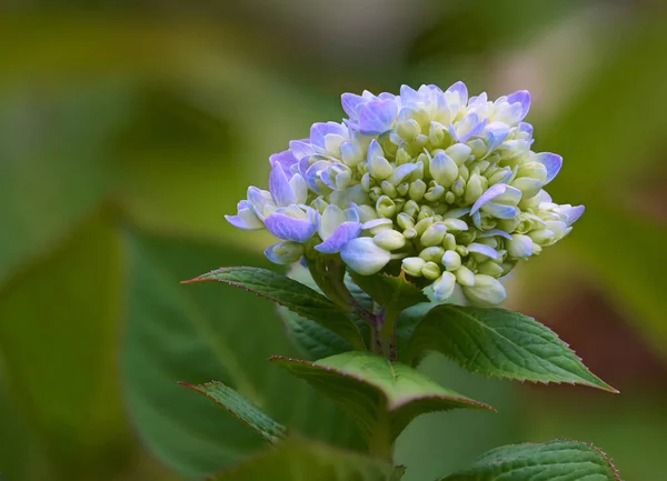 Tiro Foco Seletivo Uma Flor Hortênsia Azul — Fotografia de Stock