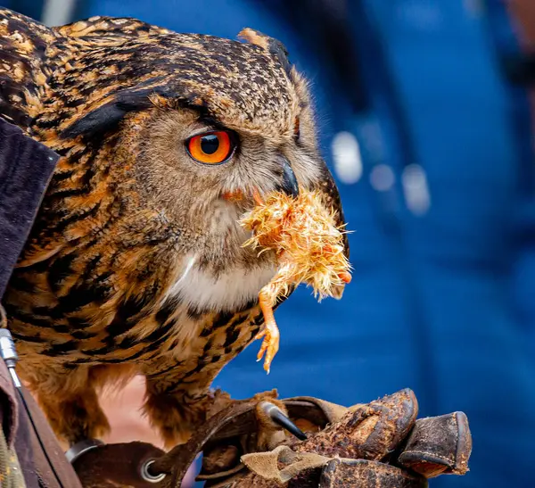 Selective Focus Shot Face Owl — Stock Photo, Image
