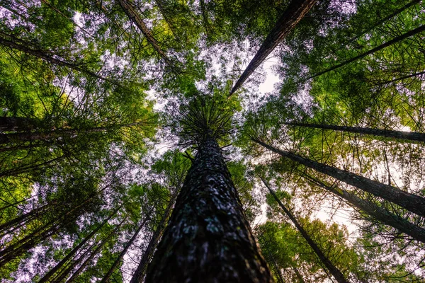 Plan Angle Bas Arbres Élevés Dans Forêt Whakarewarewa Rotorua Nouvelle — Photo