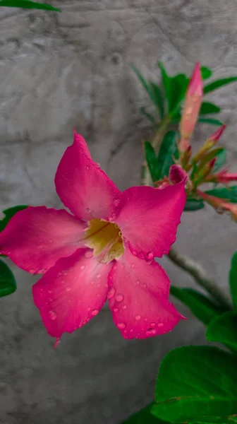 Вертикальный Крупный План Мокрой Розовой Розы Пустыни — стоковое фото