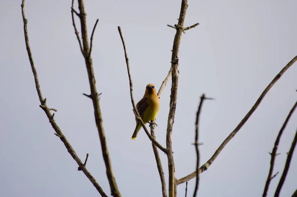 Een Closeup Shot Van Een Schattige Mus Vogel Een Boom — Stockfoto