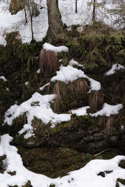 Eine Vertikale Aufnahme Einer Landschaft Einem Schneebedeckten Waldhang — Stockfoto