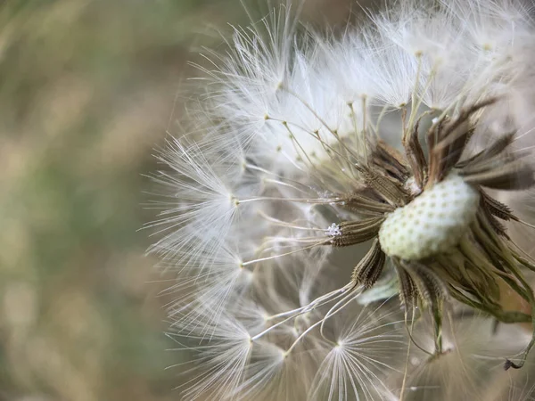 Selective Focus Shot White Fluffy Dandelion — Foto Stock