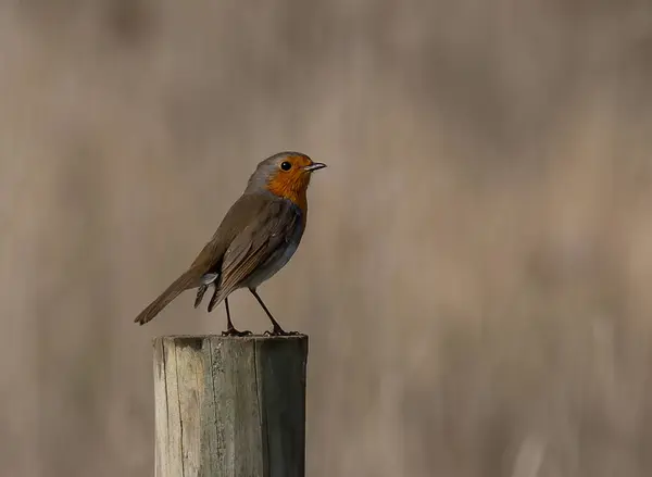 Uno Scatto Selettivo Del Pettirosso Europeo Erithacus Rubecula Appollaiato Palo — Foto Stock