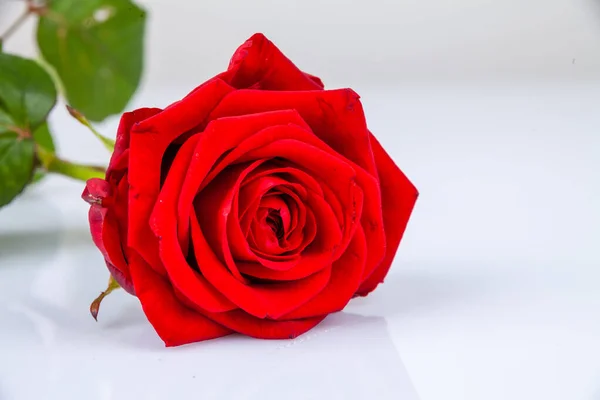 Closeup Shot Red Rose White Background Valentine Day — Stock Photo, Image