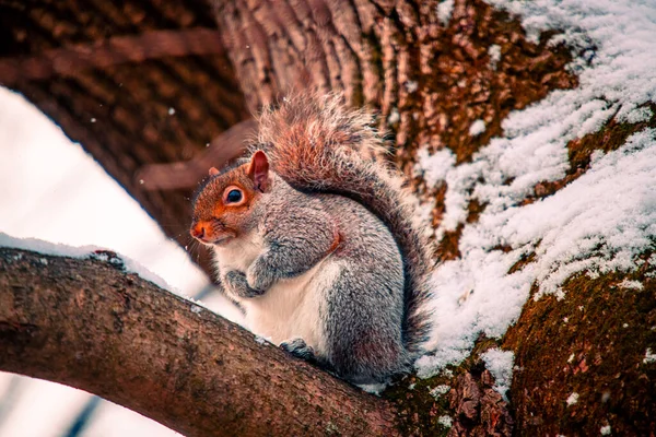 Eine Nahaufnahme Eines Niedlichen Geschwollenen Eichhörnchens Auf Einem Ast Winter — Stockfoto