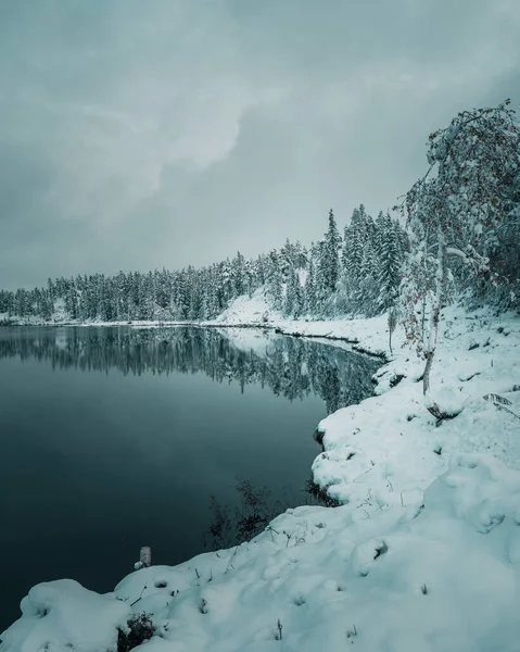 Вертикальный Зимний Пейзаж Снежными Деревьями Берегу — стоковое фото