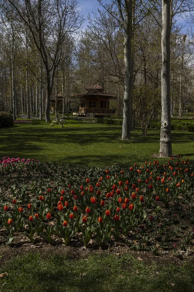 Tulipani Nell Orto Botanico Nazionale Teheran Iran — Foto Stock