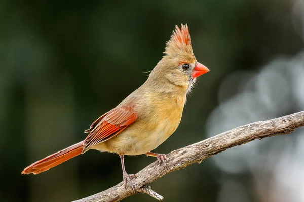 Închidere Unei Femei Din Nordul Cardinalului Ramură — Fotografie, imagine de stoc