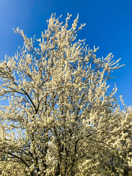 Plano Vertical Árbol Floreciente Con Flores Blancas Contra Cielo Azul —  Fotos de Stock