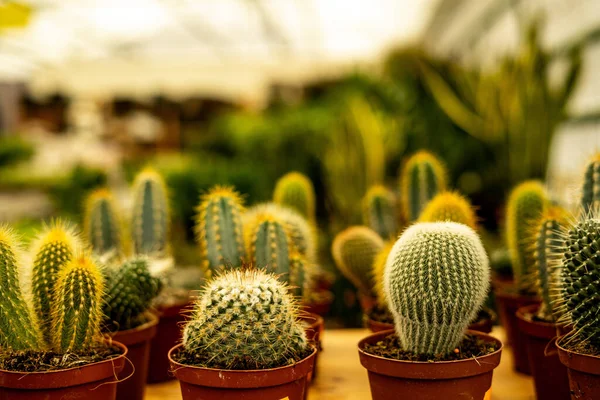 Närbild Kaktusar Marknad Suddig Bakgrund — Stockfoto