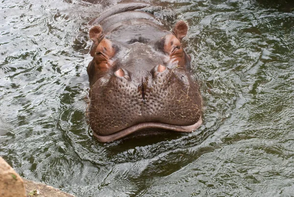 Nahaufnahme Eines Braunen Flusspferdkopfes Der Tagsüber Zoo Aus Dem Wasser — Stockfoto