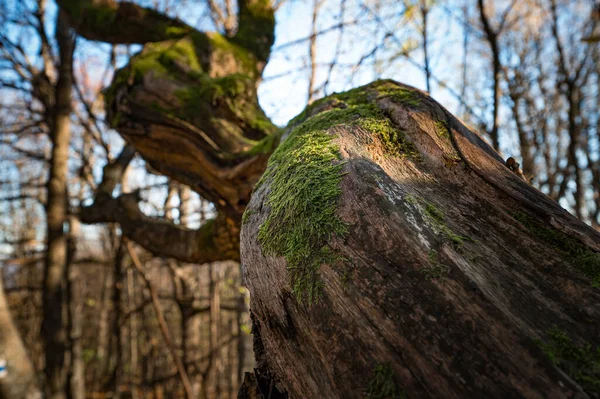 Tiro Seletivo Foco Uma Árvore Velha Floresta Slovakia — Fotografia de Stock