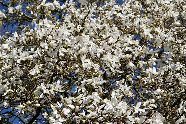 Uitzicht Bloeiende Magnolia Stellata Plant — Stockfoto