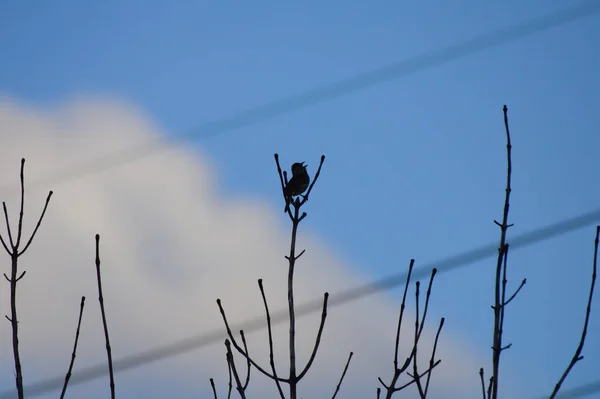 Ein Dunkler Vogel Thront Auf Einem Hohen Kahlen Ast — Stockfoto