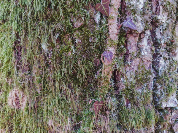 Closeup Planta Hera Que Cresce Uma Casca Árvore Coberta Musgo — Fotografia de Stock