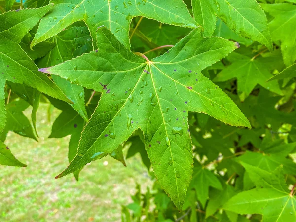 Gros Plan Gouttes Rosée Sur Une Feuille Érable Prise Emmaville — Photo