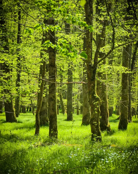 Вертикальна Картина Прекрасного Пейзажу Зеленому Лісі Сонячний День Німеччині — стокове фото