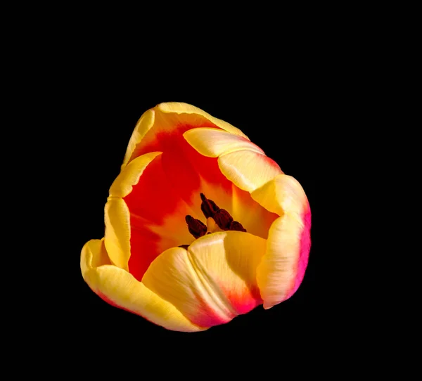 Eine Nahaufnahme Einer Tulpenblume Auf Schwarzem Hintergrund — Stockfoto
