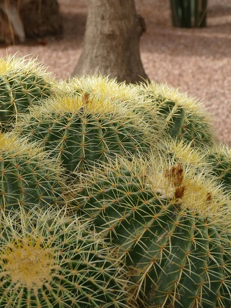 Fat Kaktusen Vid Jardin Majorelle Botaniska Trädgård Marrakech Marocko — Stockfoto