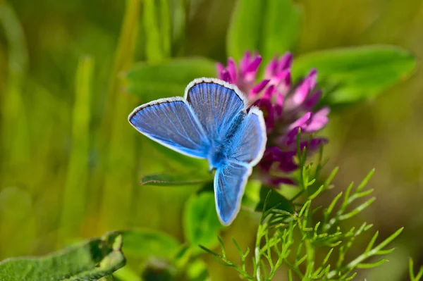 Красивая Бабочка Цветке Саду — стоковое фото