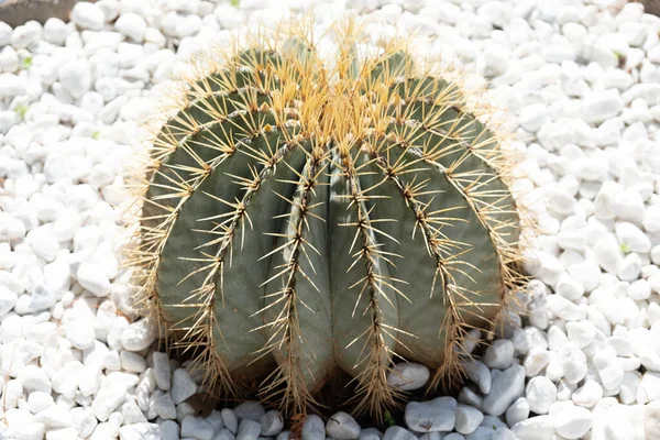 Egy Aranyhordós Kaktusz Közelsége Kertben — Stock Fotó