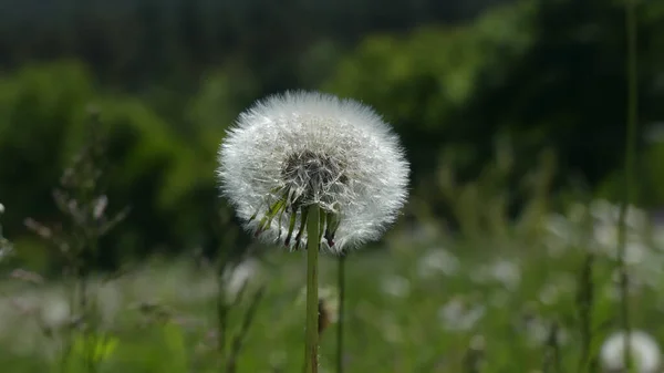 Selektiv Fokusbild Vit Fluffig Maskros — Stockfoto