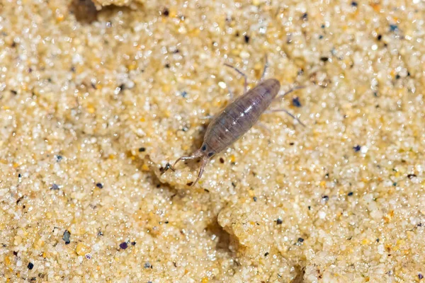 Sandtrichter Talitrus Saltator Kleine Krebstiere Sand — Stockfoto