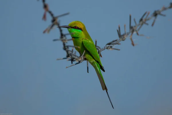 Een Selectieve Focus Van Een Kleine Groene Bijeneter Neergestreken Draad — Stockfoto