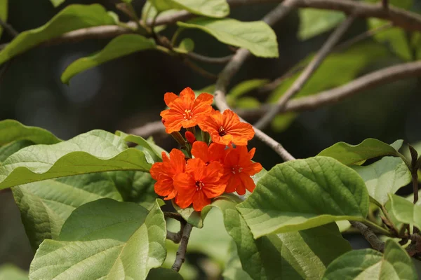 Eine Nahaufnahme Orangefarbener Bocote Blumen Die Frühling Garten Wachsen — Stockfoto