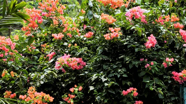 Μια Όμορφη Φωτογραφία Λουλούδια Μπουκαμβίλια Έναν Κήπο — Φωτογραφία Αρχείου