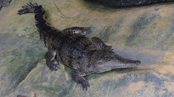 Een Alligator Dierentuin Frankfurt Duitsland — Stockfoto