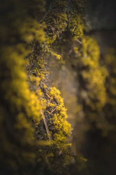 Μια Επιλεκτική Φωτογραφία Του Κίτρινου Λειχήνες Του Δάσους Ένα Δέντρο — Φωτογραφία Αρχείου