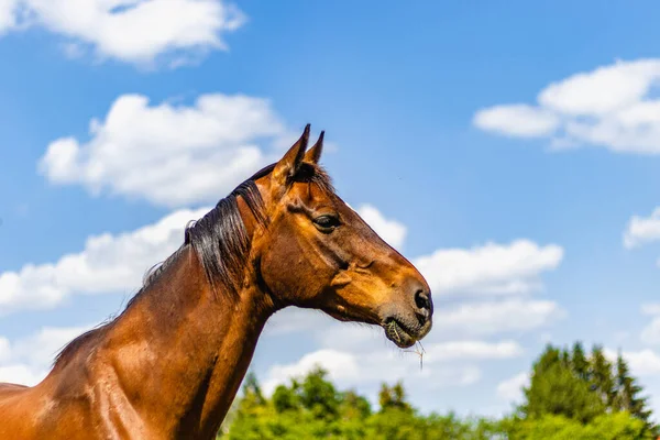 Gros Plan Cheval Dans Ranch Berlin Brandebourg — Photo